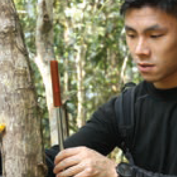 Homens estudando as árvores em Sirsi na Índia