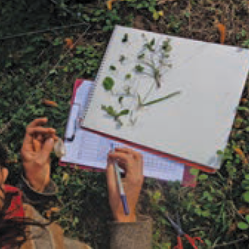 Mulher tomando nota sobre a vida dos insetos em Kullu Valley, India