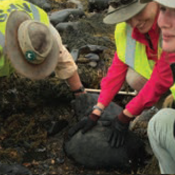 Two people planting trees in Acadia National Park