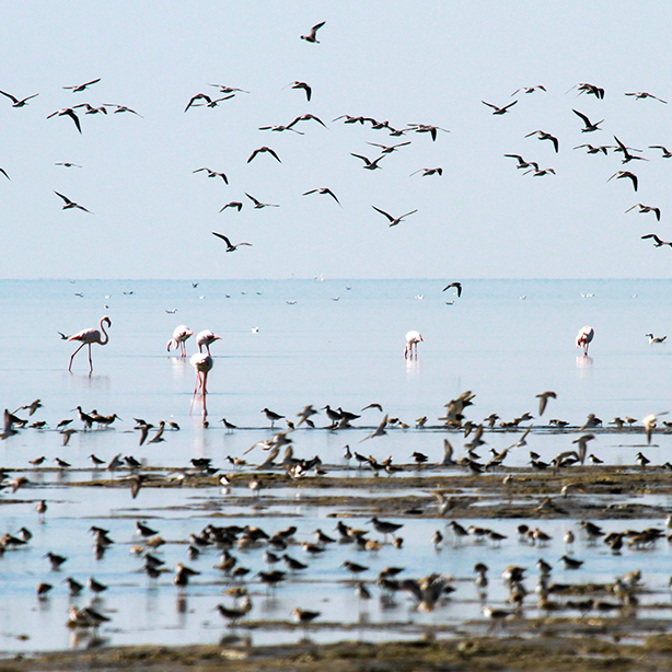 Flock of birds