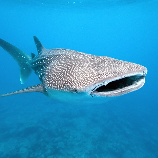 A shark off the Gulf of Mexico