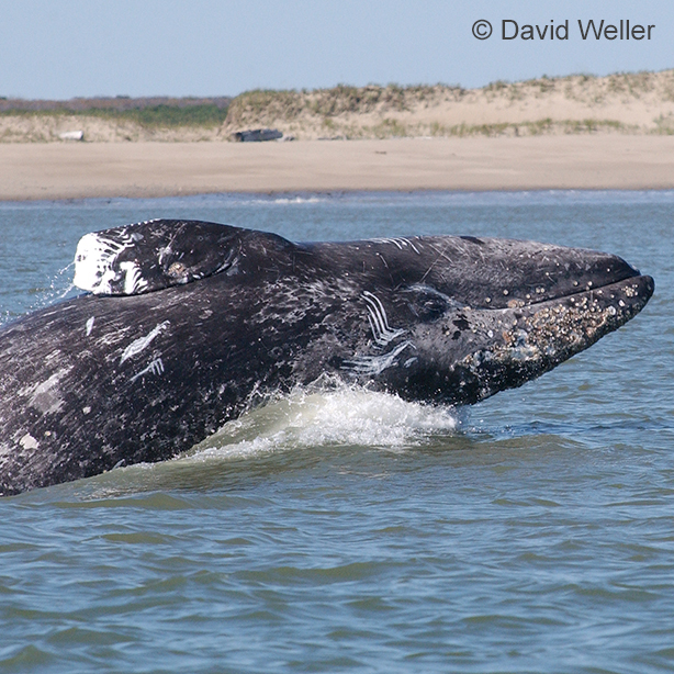 Blue whale diving into the ocean