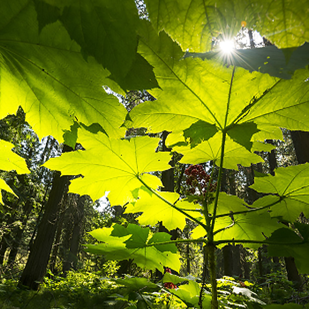 Investigating natural climate solutions