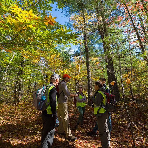 Sea to trees at Acadia National Park