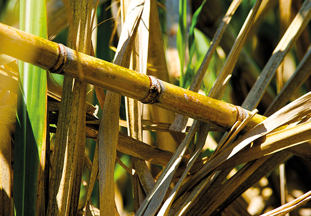photo of sugar canes