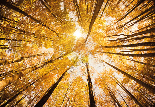 photo of trees